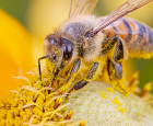 La sauvegarde des pollinisateurs : une priorité pour Montréal!