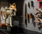 Taxidermy : an art in the service of education and conservation