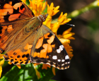 The top 5 species most confused with the monarch