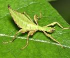 Un mystère vieux de 114 ans dans le monde des insectes feuilles maintenant résolu