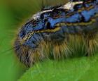 Forest tent caterpillars (Malacosoma disstria)