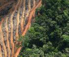 Déforestation pour la plantation du palmier à l&#039;huile.