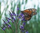 Getting a better understanding of the monarch’s spring migration