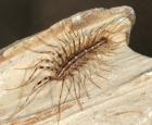 Scutigera coleoptrata - Crédit photo : Insectarium de Montréal