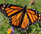 Papillon Monarque (Danaus plexippus) © André Sarrasin