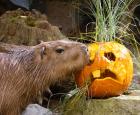 Capybara du Biodôme à l&#039;Halloween