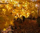 Autumn colors © Jardin botanique de Montréal (Michel Tremblay)