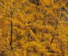 Feuillage automnal du mélèze laricin © Jardin botanique (J. Boutin) 
