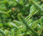 Sapin baumier (Abies balsamea) 