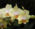 Phalaenopsis &#039;TAIPEI GOLD X LEYTE STUART&#039; © Gilles Murray