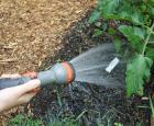 Watering by hand © Jardin botanique de Montréal (Jean-Pierre Parent)