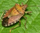 Adult - brown marmorated stink bug (Halyomorpha halys)