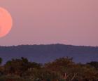 The full moon appears enormous when it is just on the horizon.