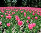 Tulipes dans les Jardins d&#039;accueil. Crédit photo : Jardin botanique de Montréal, Michel Tremblay