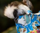 Christmas for the animals at the Biodôme
