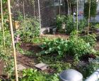 Vegetable garden at Garneau school