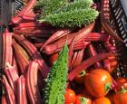 Okra, margose et aubergine africaine &#039;Turkish Orange&#039; 