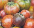 Tomates, variétés ancestrales