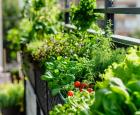 A vegetable garden on your balcony.