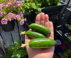 Cucumbers