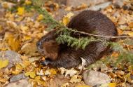Beaver of the Biodôme in the fall.