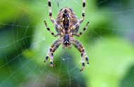 Y a-t-il plus d’araignées à la fin de l’été au Québec?