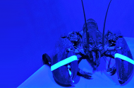Microalgae for eco responsible lobster fishing?