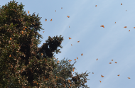 How do monarchs find their way?