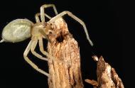 Should we be afraid of the Cheiracanthium mildei spider, this small greenish or yellowish spider?