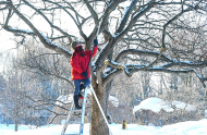 Pruning crabapple trees during the dormant season in the Japanese Garden
