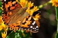 The top 5 species most confused with the monarch