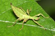 Un mystère vieux de 114 ans dans le monde des insectes feuilles maintenant résolu