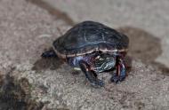 Chrysemys picta (painted turtle)