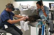 Les vétérinaires s&#039;occupent de la femelle castor © Biodôme de Montréal