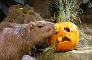 The Biodôme&#039;s capybaras enjoy Halloween-themed enrichments.