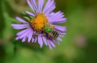The Virescent green metallic bee (Agapostemon virescens) is a very common small solitary bee.