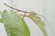 Diapheromera femorata (male) © Insectarium de Montréal (René Limoges)