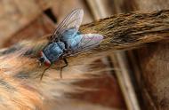 insectes-decomposeurs-carrousel.jpg