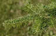 Sapin baumier (Abies balsamea)