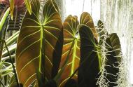 Philodendron melanochrysum © Jardin botanique de Montréal (Gilles Murray)