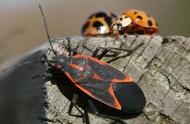 Boxelder bug and asian lady beetles