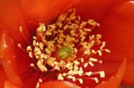 Evolution in bloom