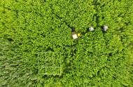 Vegetation sampling, îles-de-Boucherville, in anticipation of drones/airplanes, July 2018.