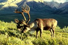 Caribou mâle en Alaska