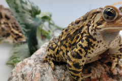 The American toad: a beauty that lives in Québec