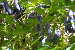 L’arbre aux haricots bleus