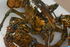 Lobsters have a soft spot for microalgae