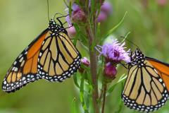 The astonishing memory of monarch butterflies