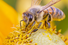 La sauvegarde des pollinisateurs : une priorité pour Montréal!