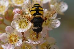 Syrphid flies and bee flies: two pretty flies that are pretty useful! - Carrousel